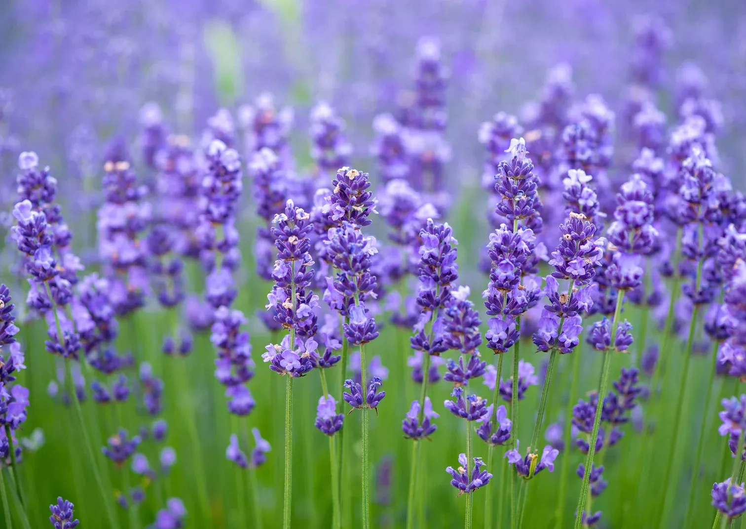 Lavender fields